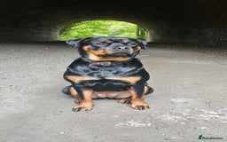 Rottweiler dogs for sale: Beautiful Rottweiler  - Image 1