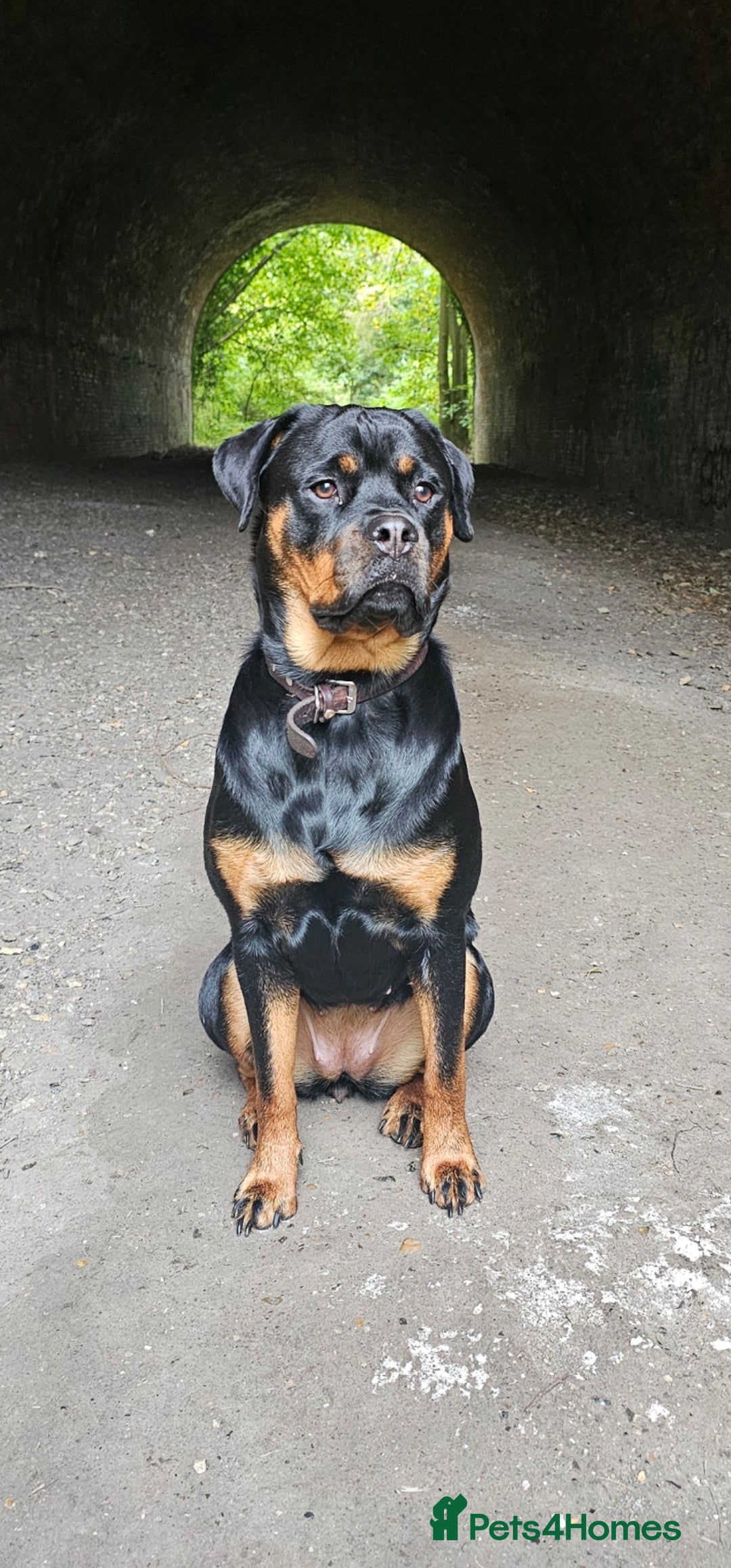 Rottweiler dogs for sale: Beautiful Rottweiler  - Image 1