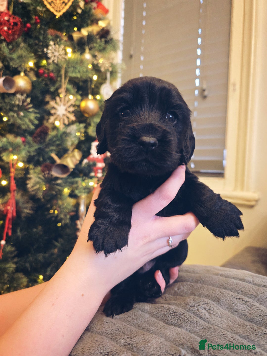 Cocker Spaniel dogs for sale: Kc registered Working cocker spaniel puppies  - Advert 5