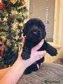 Cocker Spaniel Puppy 2
