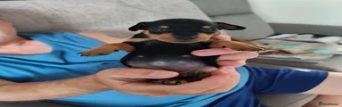 Black and Tan Girl 