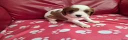 Mixed Breed dogs for sale: Cavapoo f1b - Advert 12