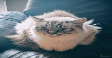 Ragdoll cats  LAST Pedigree Ragdoll for sale now REDUCED £450 - Advert 8