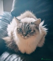 Ragdoll cats LAST Pedigree Ragdoll for sale now REDUCED £450 - Advert 8