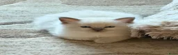 Ragdoll cats for sale: Beautiful blue point radgdoll kittens  - Advert 9