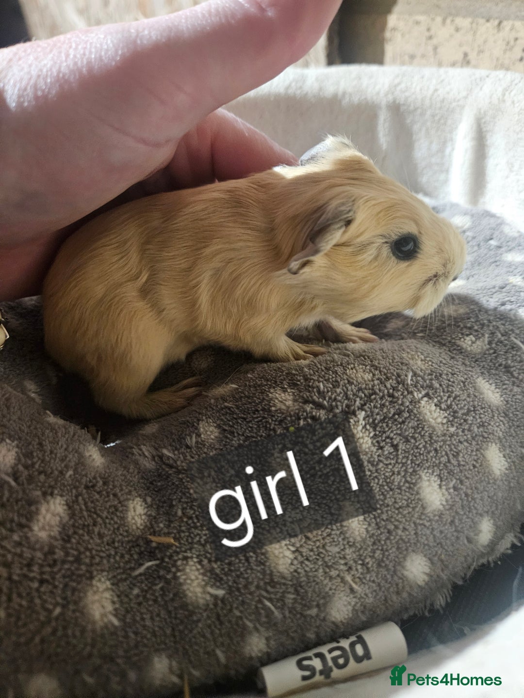Guinea Pig rodents for sale: Baby boy and girl guinea pigs some ready now - Advert 1