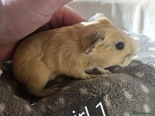 Guinea Pig rodents Baby boy and girl guinea pigs some ready now - Advert 1