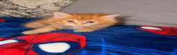 Domestic Shorthair cats for sale: Ginger longhair kitten - Advert 6