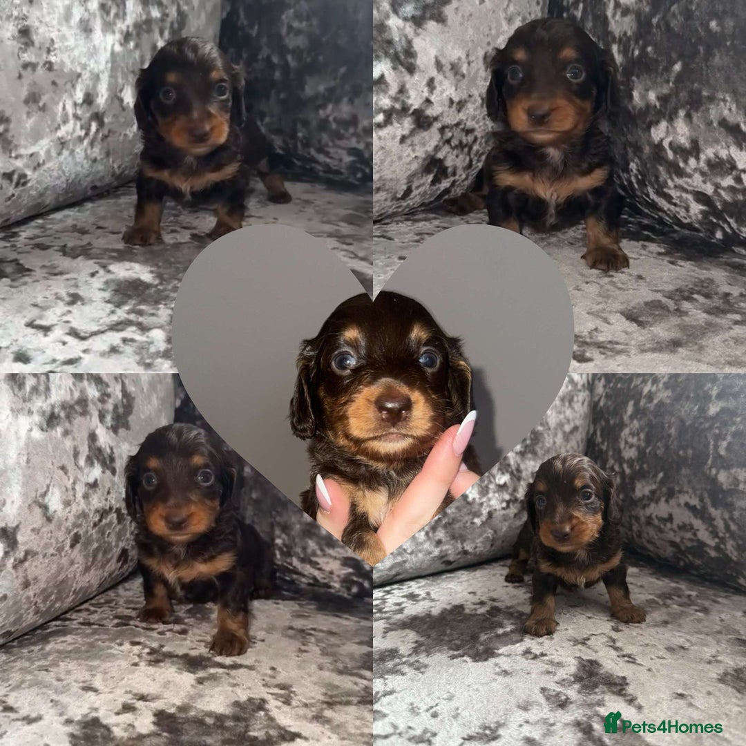 Miniature Dachshund dogs for sale: Miniature dachshund  - Image 5