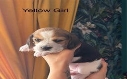 Beagle dogs for sale: Purebred Beagle Puppies – 4 Boys & 2 Girls - Image 7