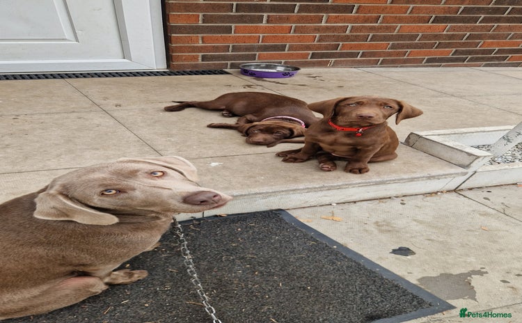 Labrador Retriever dogs - Advert 8