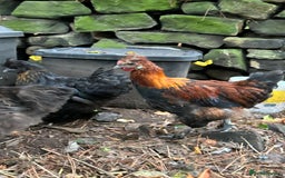 Chickens poultry for sale: Handsome boy - Image 7