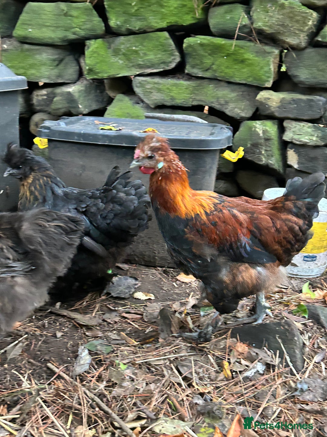 Chickens poultry for sale: Handsome boy - Image 7