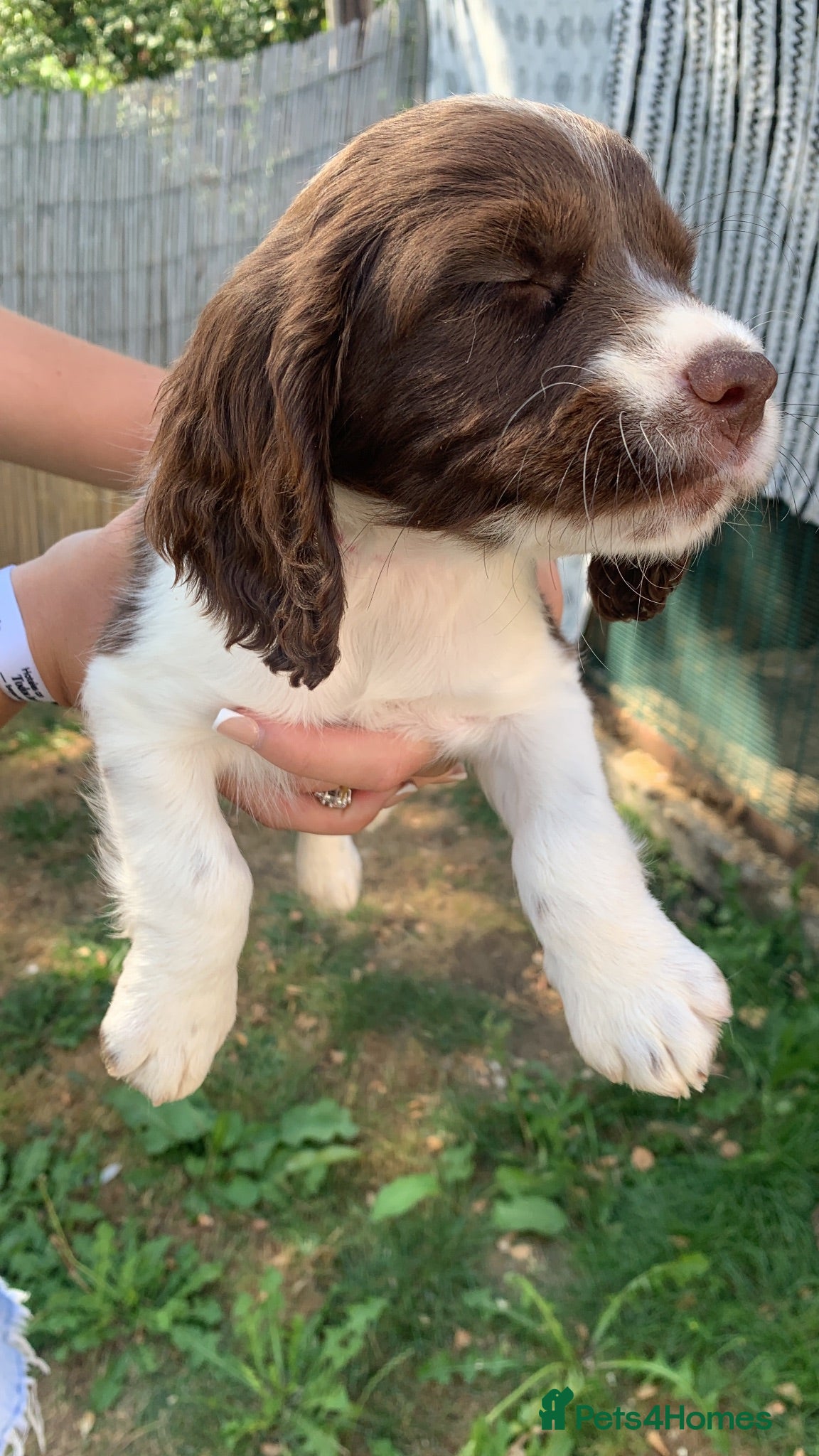Sprocker dogs F1B litter of 8 cocker spaniels READY TO LEAVE NOW - Advert 1