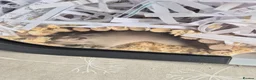 Gerbil rodents for sale: 2 Male gerbils  in Colchester - Advert 7