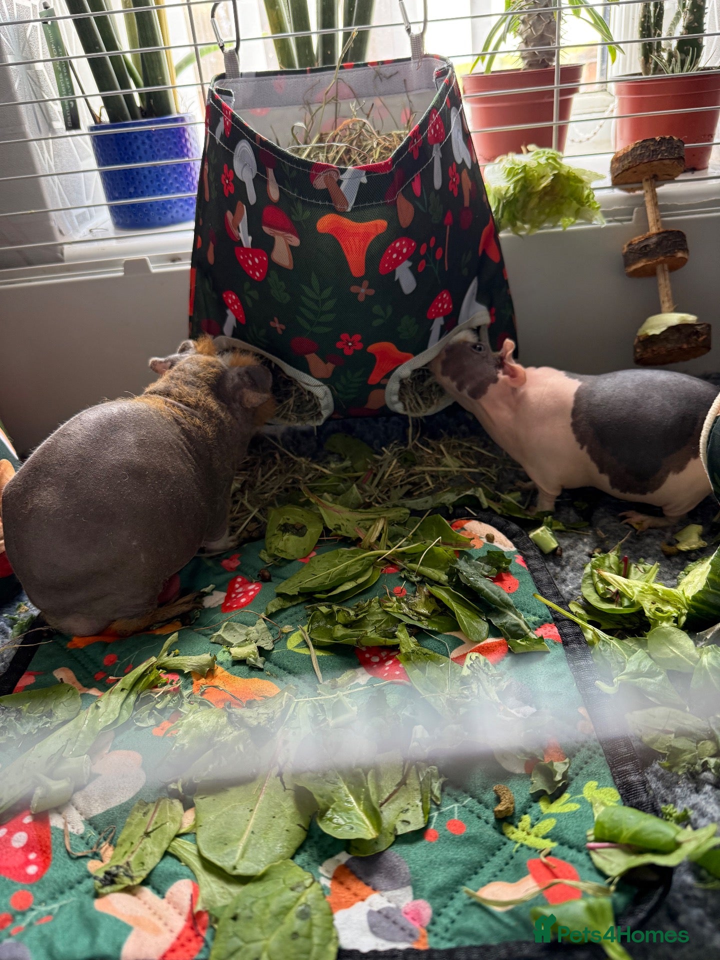 Guinea Pig rodents Beautiful skinny pig boar - Advert 2