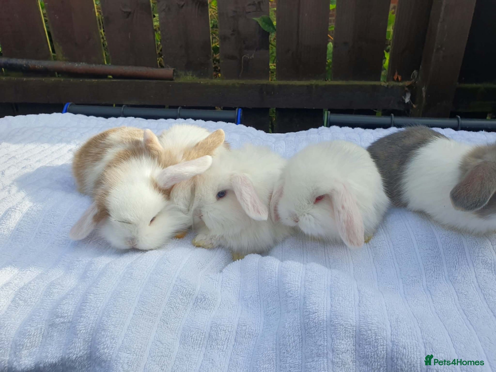 Mixed Breed rabbits Lion Lop x Vienna Lop Pet Bunnies  - Advert 2