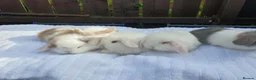 Mixed Breed rabbits for sale: Lion Lop x Vienna Lop Pet Bunnies  - Advert 2