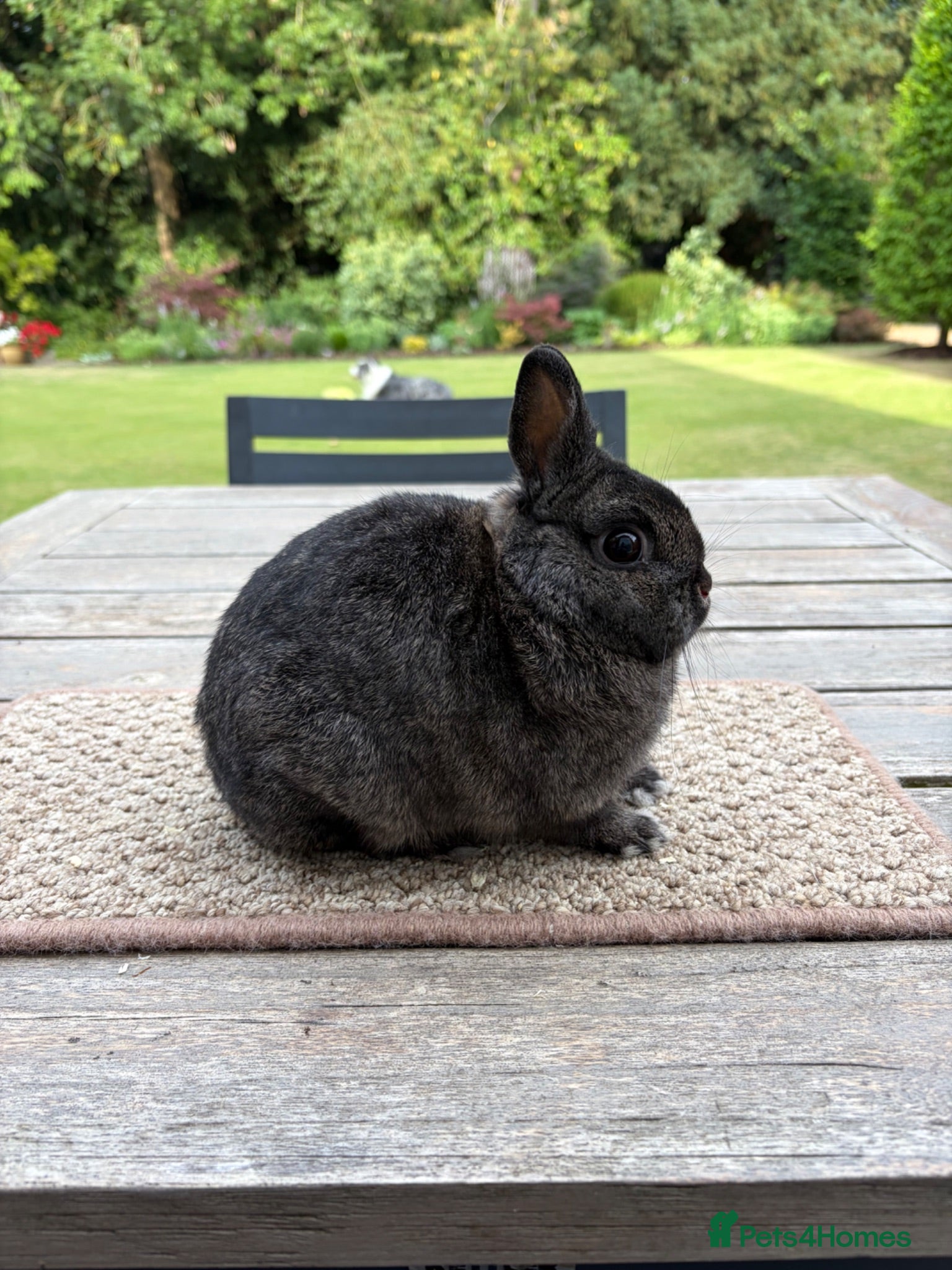 Netherland Dwarf rabbits Stunning Steel Netherland Dwarfs - Advert 2