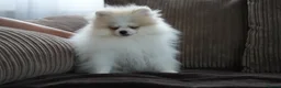 Pomeranian dogs for sale: Sweet little pups  - Advert 3