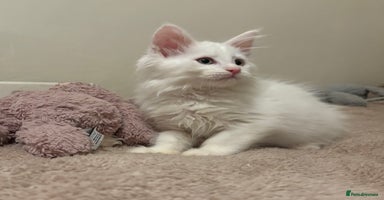 Maine Coon cats - Advert 14