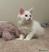 Maine Coon cats - Advert 2