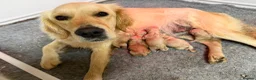 Golden Retriever dogs for sale: KC Registered Golden Retriever Puppies  in Tenterden - Advert 34