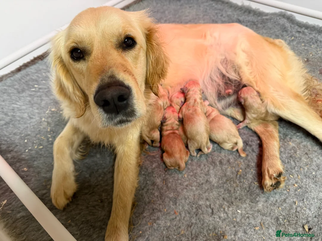 Golden Retriever dogs for sale: KC Registered Golden Retriever Puppies  in Tenterden - Advert 34