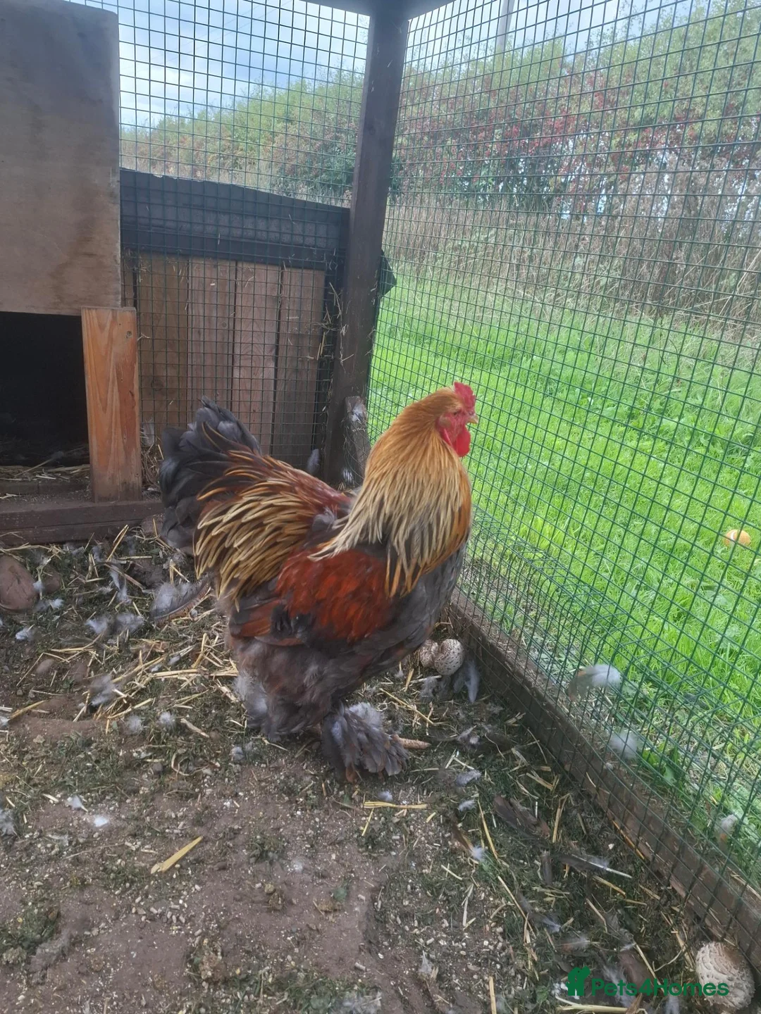 Chickens poultry for sale: LF Bahamas Rooster  - Advert 4