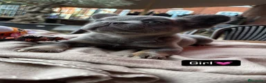 French Bulldog 3