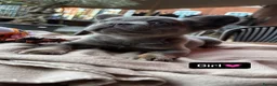 French Bulldog dogs for sale: Ready to leave fluffy French bulldog pups🐾🐶 - Advert 4