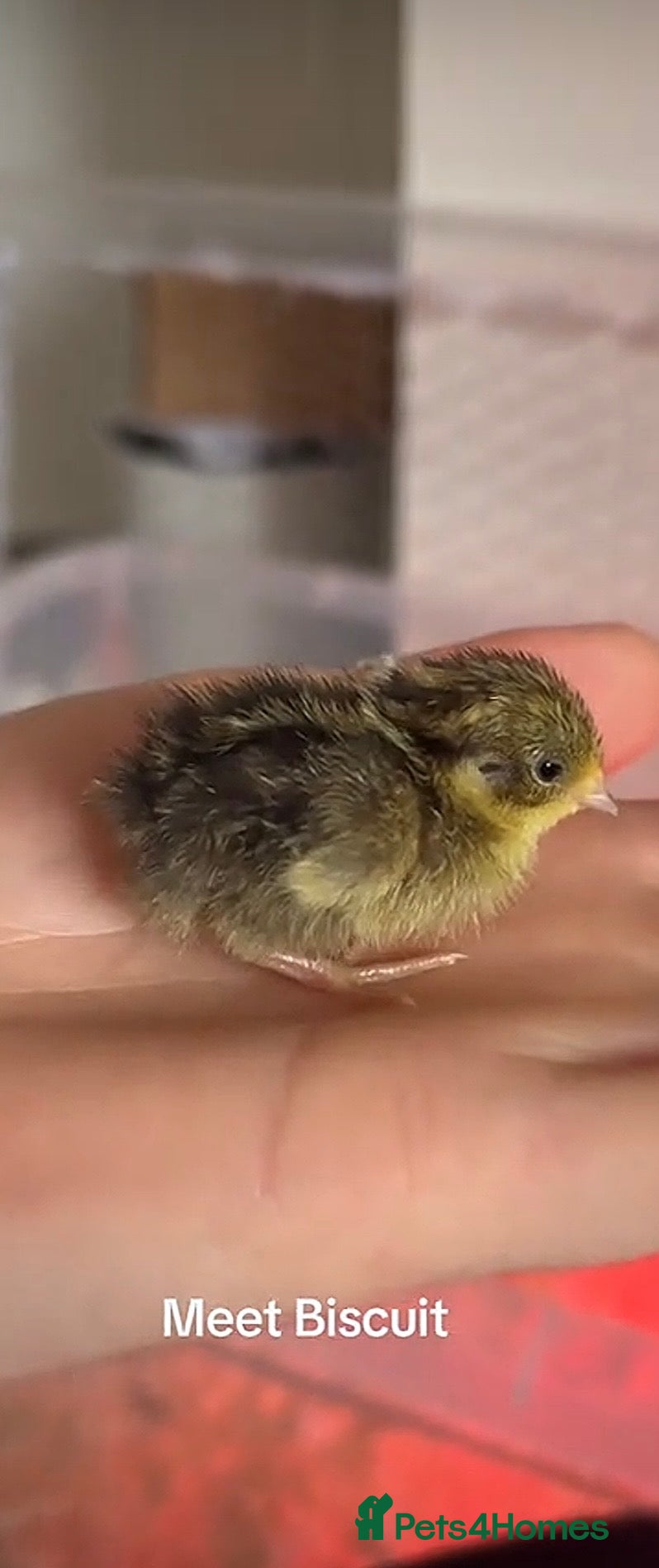 Quail poultry for sale: Button quail chicks for sale (Chinese painted) - Advert 5