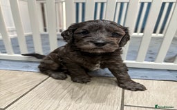 Cockapoo dogs for sale: Unique Rare Merle F1B Cockapoo Puppies - Image 20