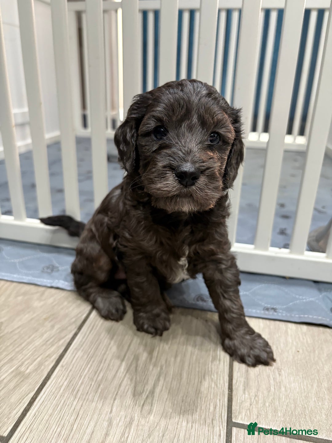 Cockapoo dogs for sale: Unique Rare Merle F1B Cockapoo Puppies - Image 20
