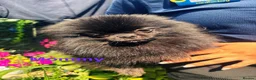 Pomeranian dogs for sale: Pomeranian puppies  in Birmingham - Advert 7