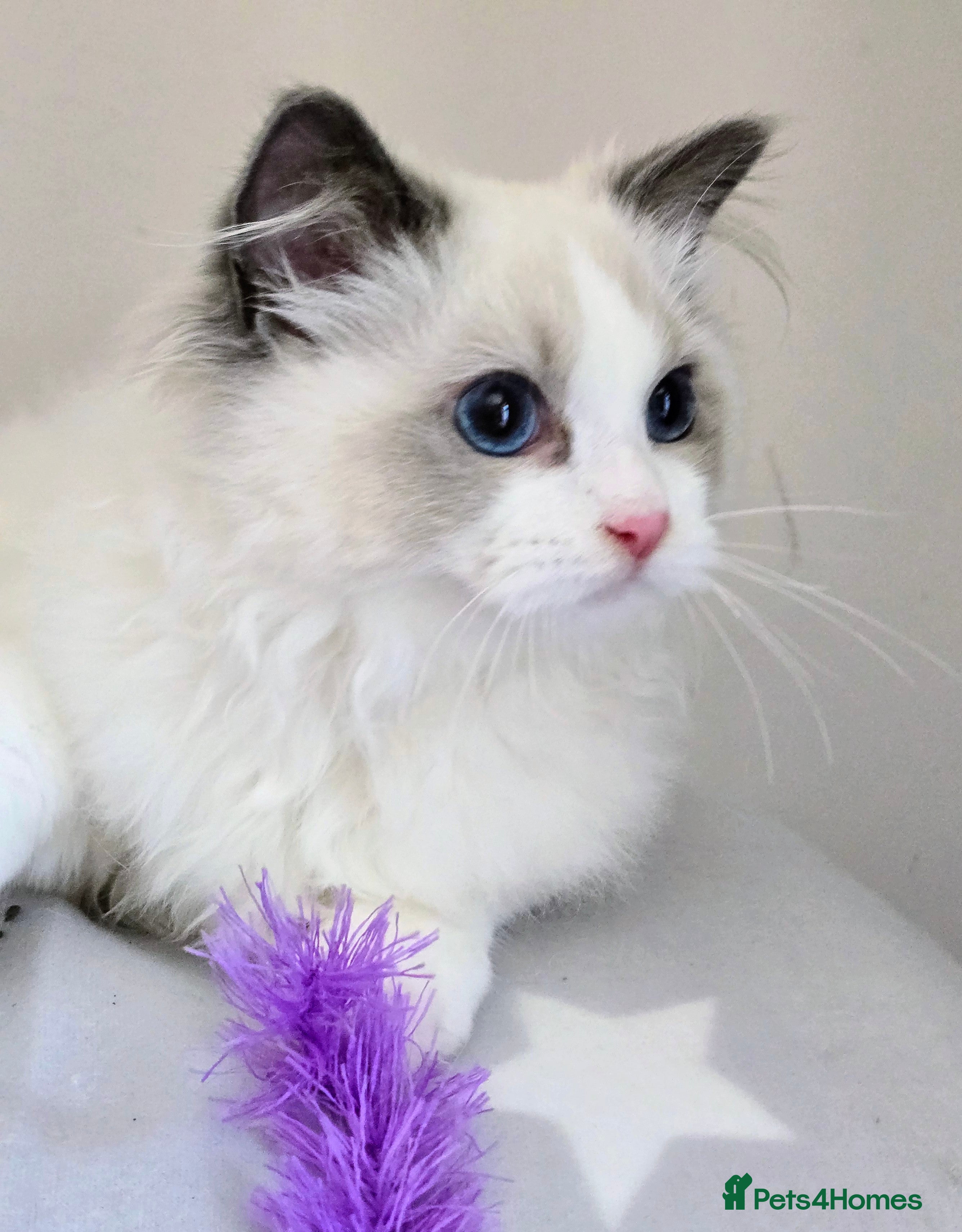 Ragdoll cats Stunning Show Quality Pedigree Ragdoll Kittens - Advert 2