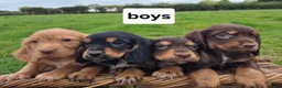 Cocker Spaniel dogs for sale: Kc Cocker spaniel pups - Advert 2
