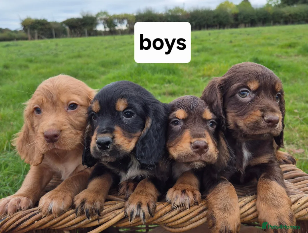 Cocker Spaniel dogs for sale: Kc Cocker spaniel pups - Advert 2