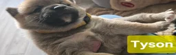 Japanese Shiba Inu dogs for sale: Foxy little shibas - Advert 24