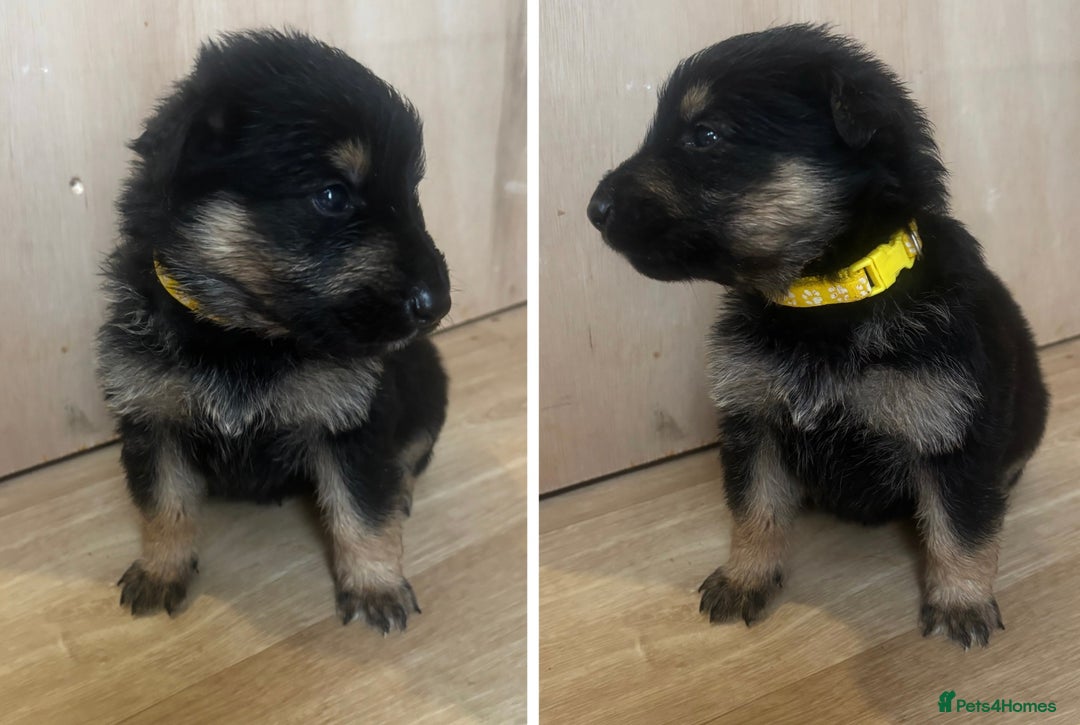 German Shepherd dogs for sale: German Shepherd Pups - Advert 6