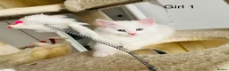 Persian cats for sale: Persian cross Angora kittens r in London - Advert 7
