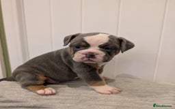 Old Tyme Bulldog dogs for sale: Kyro & Lyla Litter Old Tyme Old English Bullgdog - Image 1