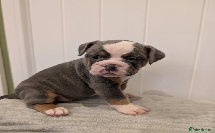 Old Tyme Bulldog dogs - Advert 1