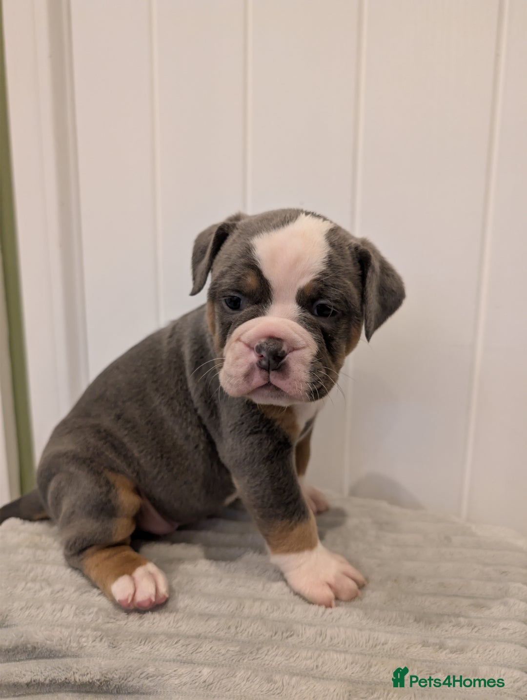 Old Tyme Bulldog dogs for sale: Kyro & Lyla Litter Old Tyme Old English Bullgdog - Image 1