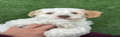 Cockapoo Puppy 4