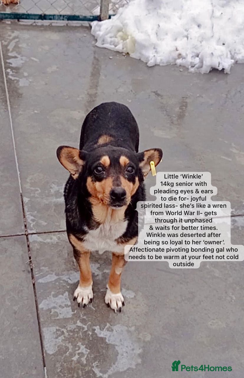 Mixed Breed dogs Winkle, 9 yrs old. Available for adoption. - Advert 1
