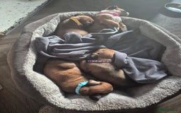 Boxer dogs for sale: Kc Boxer Puppies - Image 16