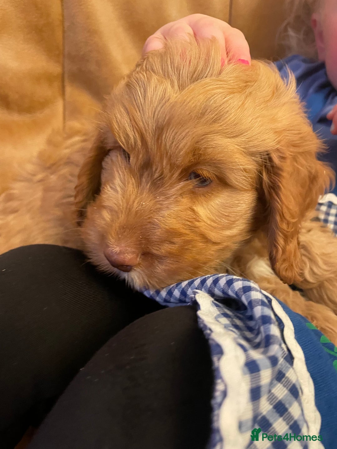 Cockapoo dogs for sale: Chunky Cockapoo Puppies - Image 17