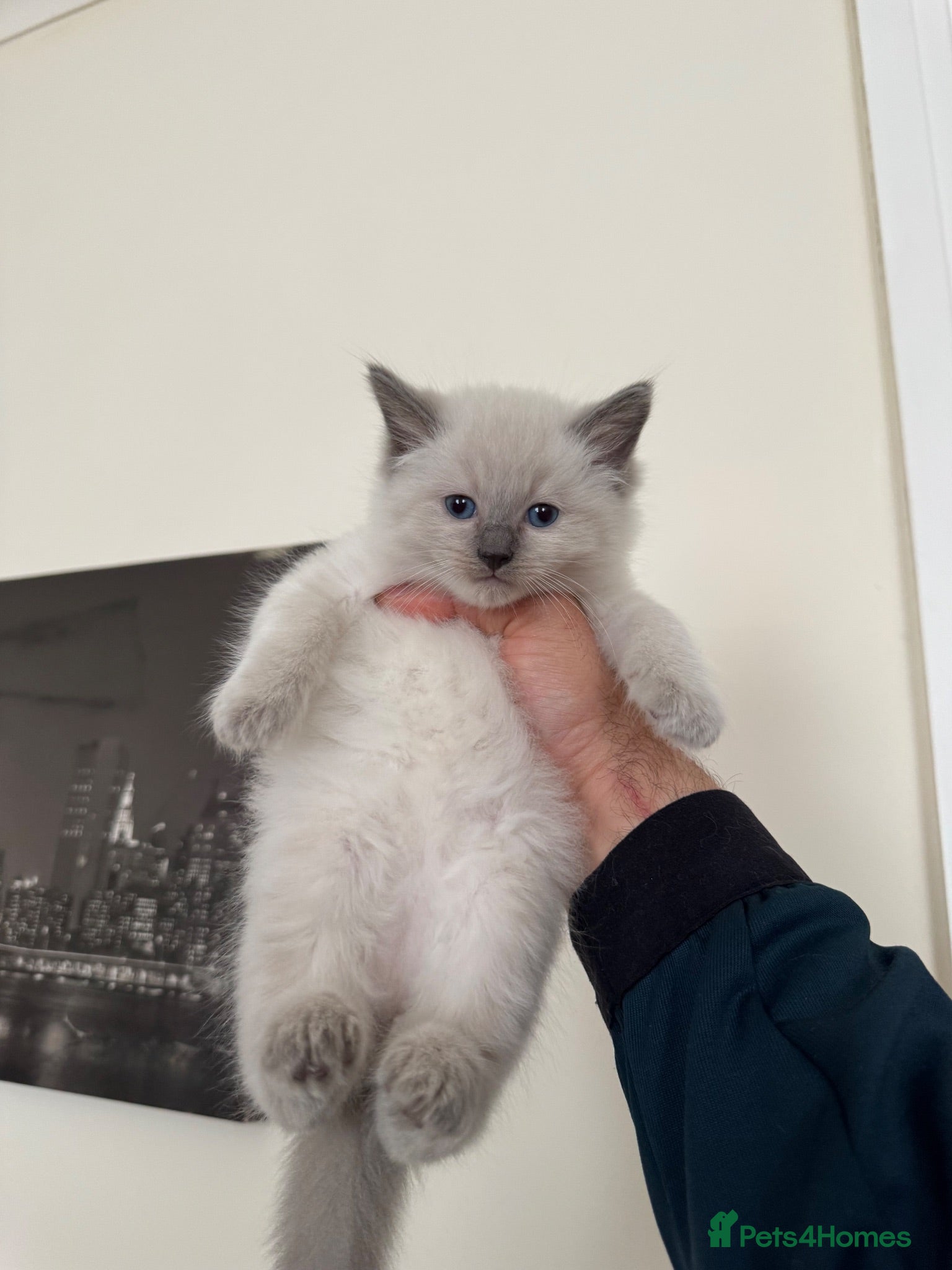 Ragdoll cats Gorgeous Ragdoll Kittens Looking for Loving Homes - Advert 1