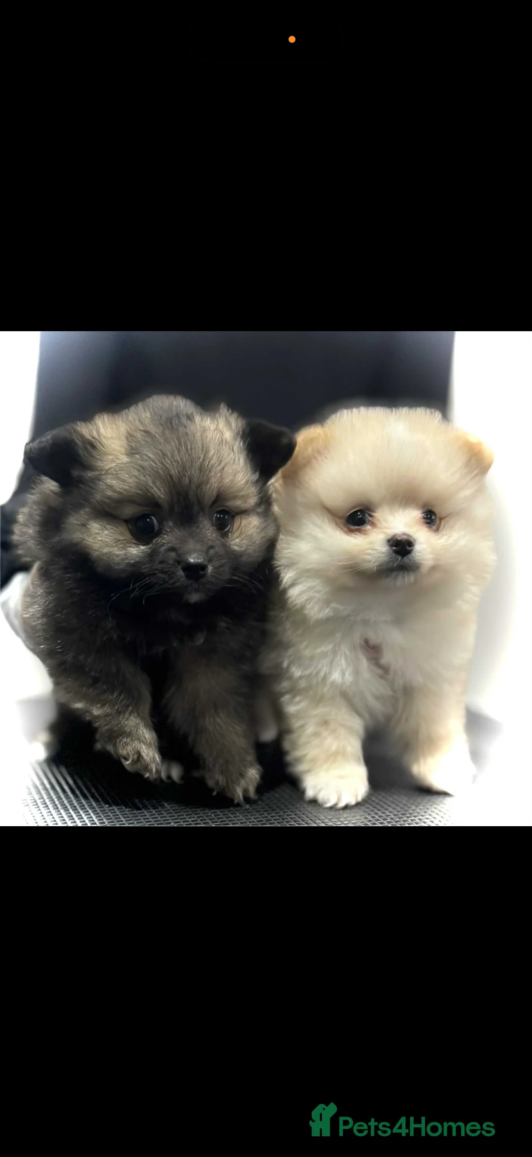 Pomeranian dogs for sale: Pomeranian puppies  - Advert 1